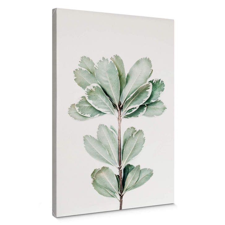 Leinwandbild Sisi & Seb - Botanik - WA310645