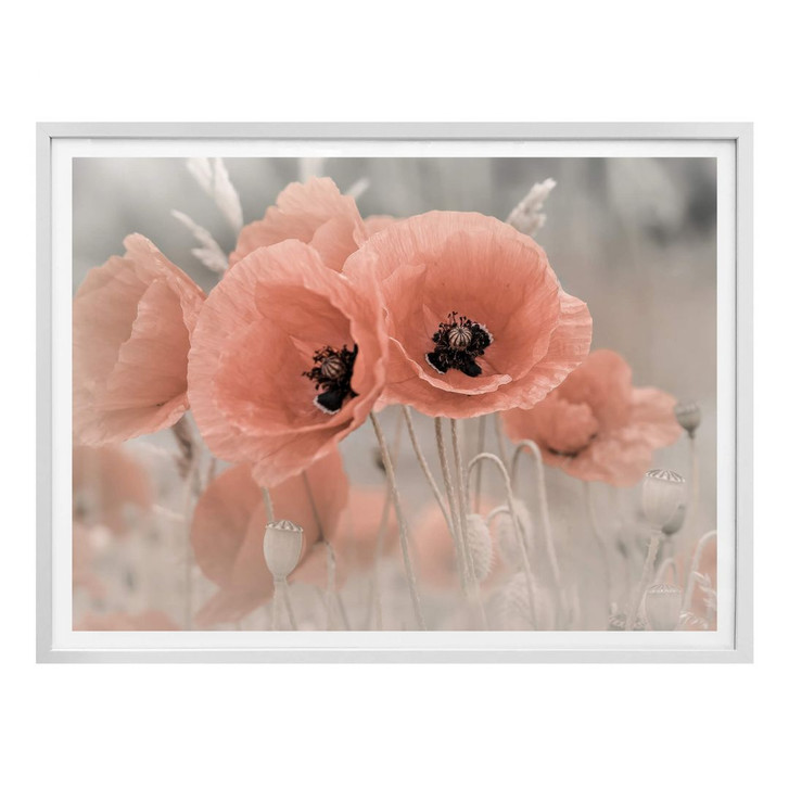 Poster Delgado - Mohn in Pastell - WA279586
