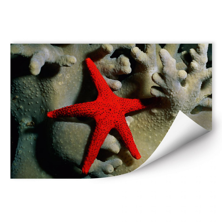 Wallprint NG Roter Seestern - WA187117