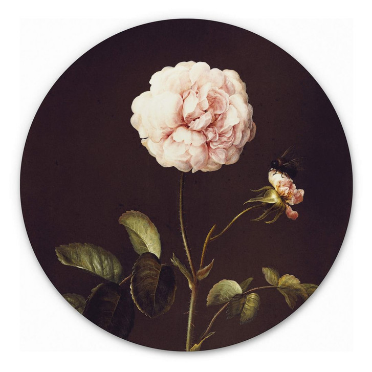 Alu-Dibond Dietzsch - Essigrose mit Hummel - Rund - WA308218