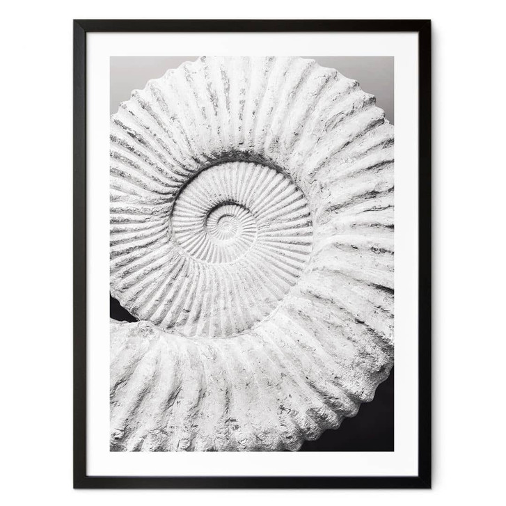 Poster Fossile Muschel - Shot by Clint - WA497912