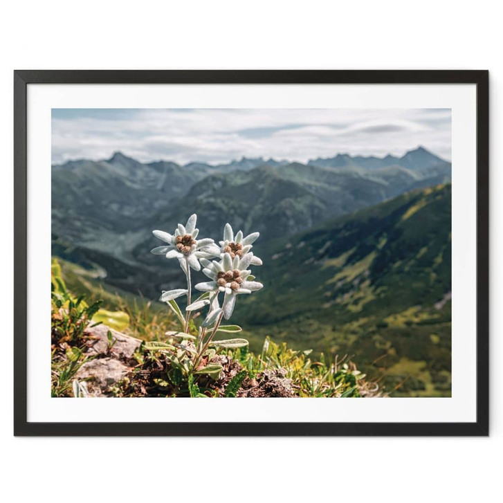 Poster Weisser Alpen-Edelweiss auf dem Berg - WA428204