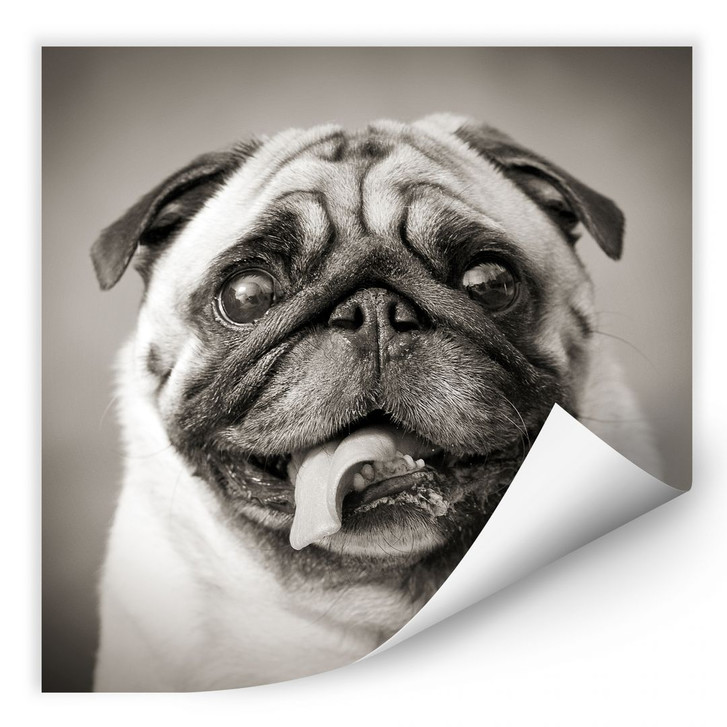 Wallprint Liebenswerter Mops - WA185828