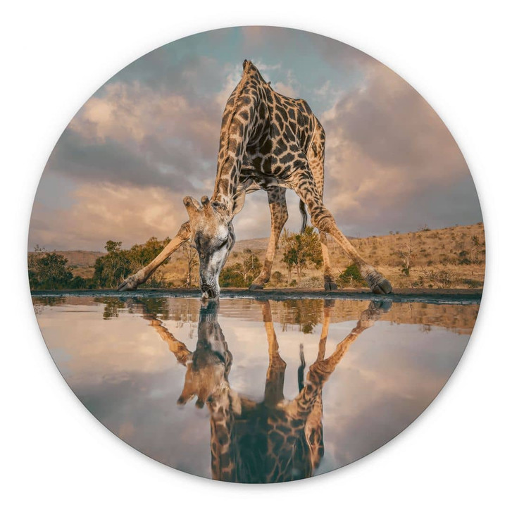 Wandbild Reflexion einer Giraffe in der Wildnis - Amtmann - Alu-Dibond Rund - WA431500