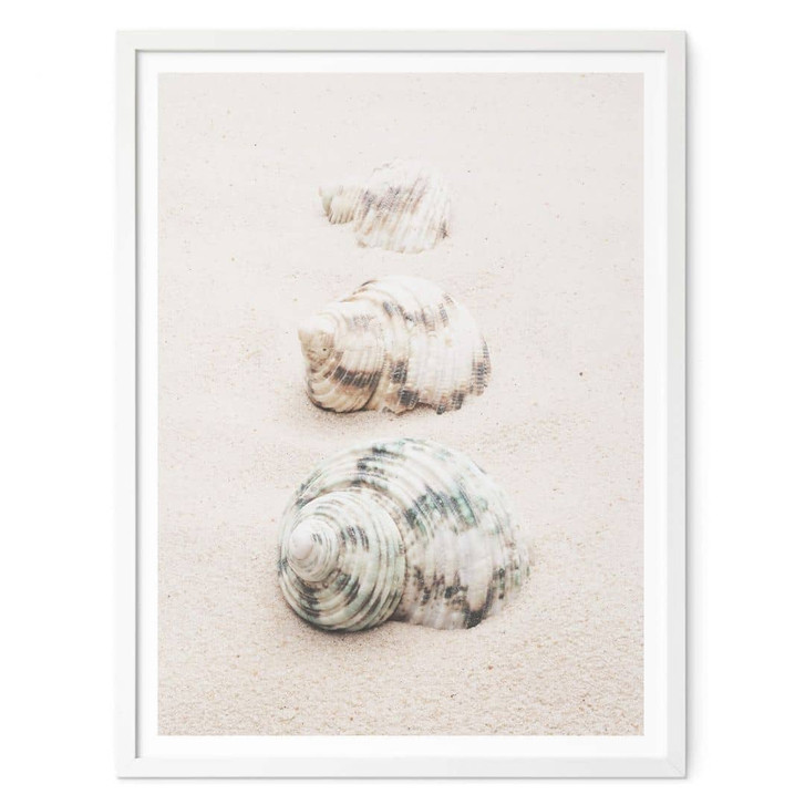 Poster 1X Studio - Meeresschnecken - WA341970