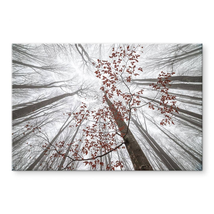 Acrylglasbild Baumkronen mit roten Blättern - Coman - WA392574