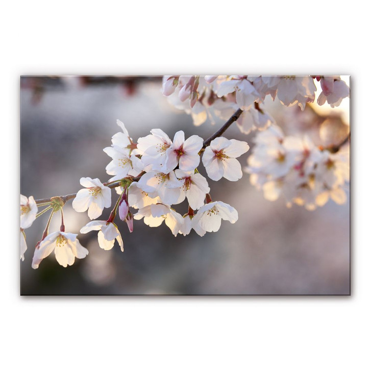 Acrylglasbild Kirschblütenzweig - WA109028