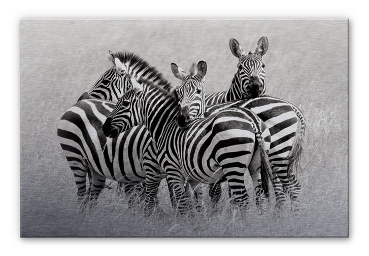 Alu-Dibond Bild Trubitsyn - Zebras in der Savanne mit Wandhalterung - 100 x 70 cm - RS103248