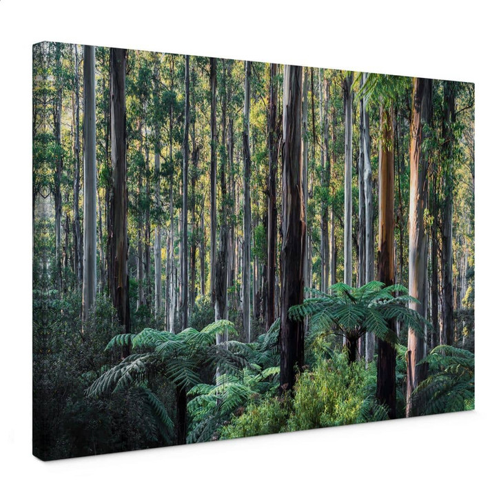 Leinwandbild Eukalyptuswald in den Yarra Ranges - Colombo - WA472757