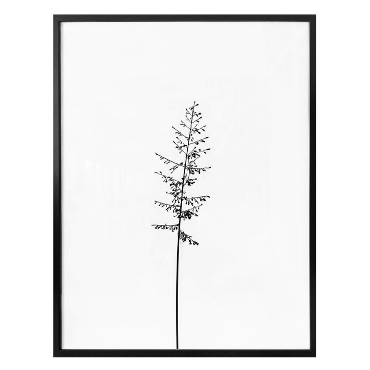 Poster Wiesengräser - WA266264