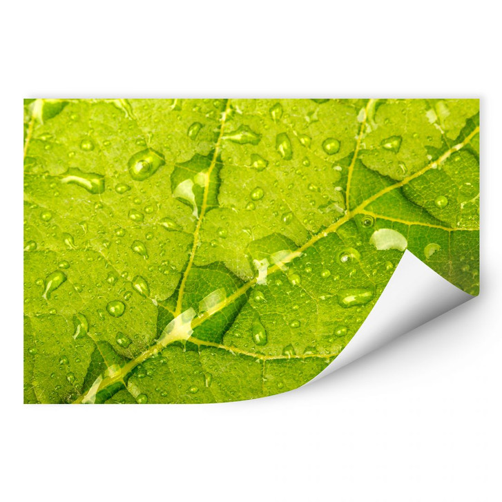 Wallprint Wasserperlen - WA190304