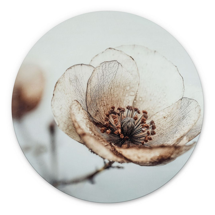 Wandbild Trockenblüte Beige Naturpoesie - Treechild - Alu-Dibond Rund - WA492359