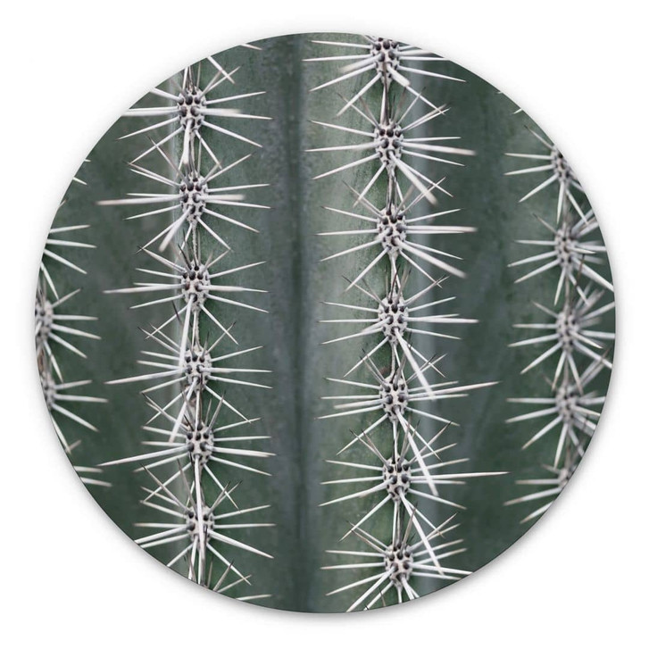 Alu-Dibond 1X Studio - Kaktus - Rund - WA343611