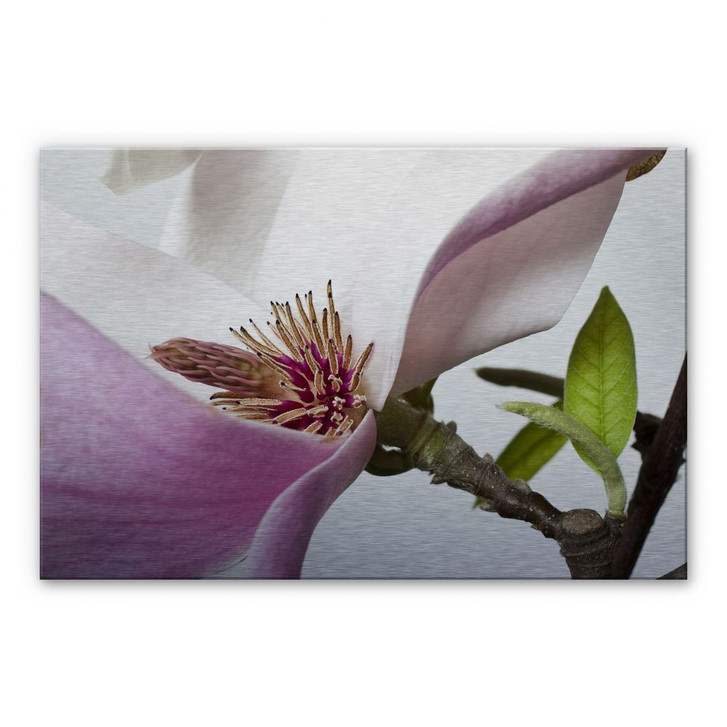 Alu Dibond Bild Magnolie - WA112400
