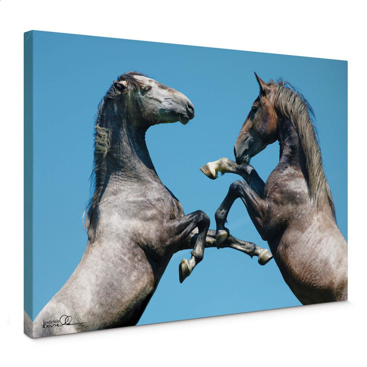 Leinwandbild Boiselle - Kämpfende junge Lipizzanerhengste - WA359372