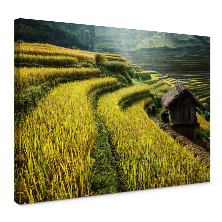 Leinwandbild Intarob - Reisfelder in Vietnam - WA365808