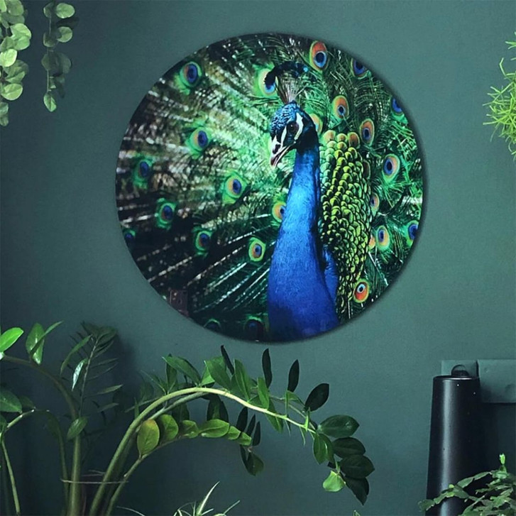Glasbild Beautiful Peacock - rund - WA120711