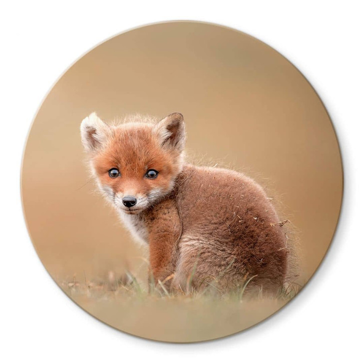 Glasbild van Duijn - Baby Fuchs - WA320609
