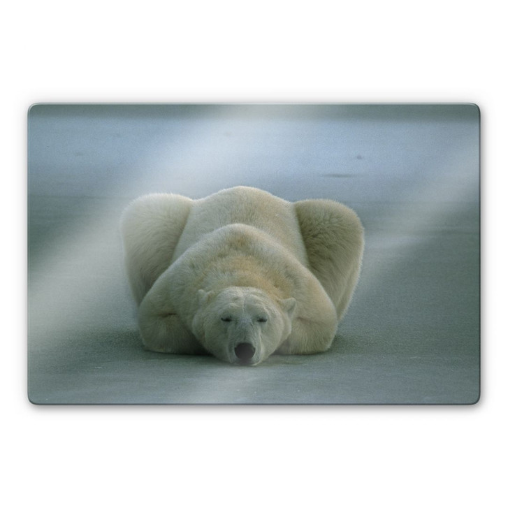 Glasbild NG Eisbär schlafend - WA423574