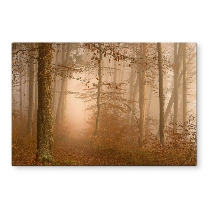 Glasbild Wald & Bäume - Dunst und Licht im herbstlichen Wald - Maier - WA449694