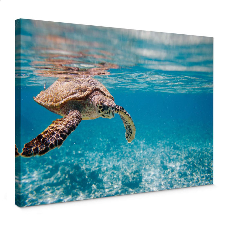 Leinwandbild Schildkröte auf Reisen - WA397912