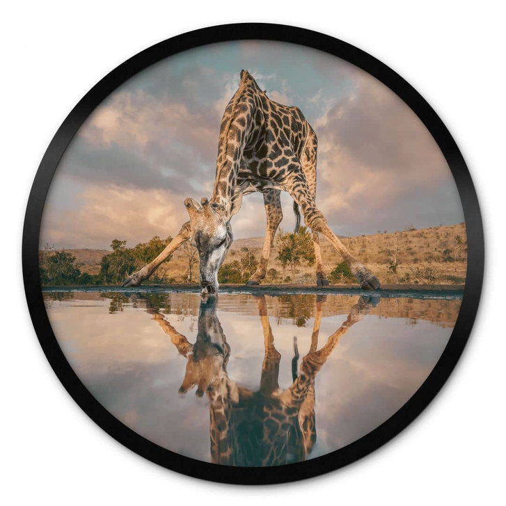 Tier Poster | Reflexion einer Giraffe in der Wildnis - Amtmann - Rund - WA433274