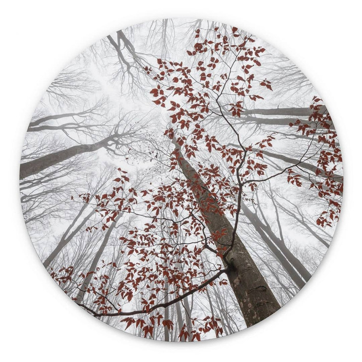 Wandbild Baumkronen mit roten Blättern - Alu-Dibond Rund - Coman - WA393915
