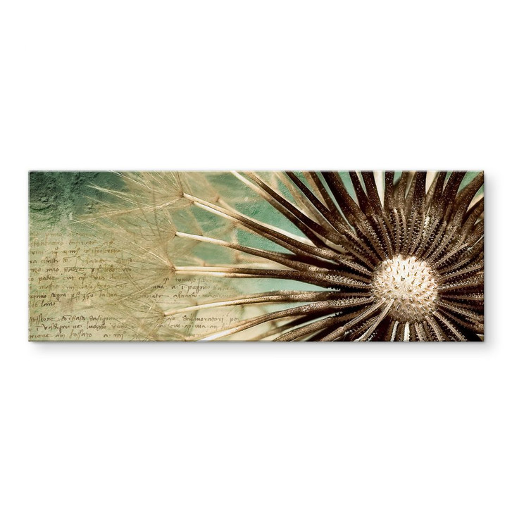 Acrylglasbild Pusteblumen-Poesie - Panorama - WA110628