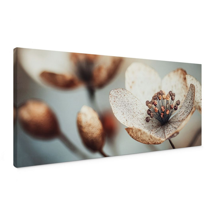 Leinwandbild Boho Trockenblume Makro - Treechild - Panorama - WA497002