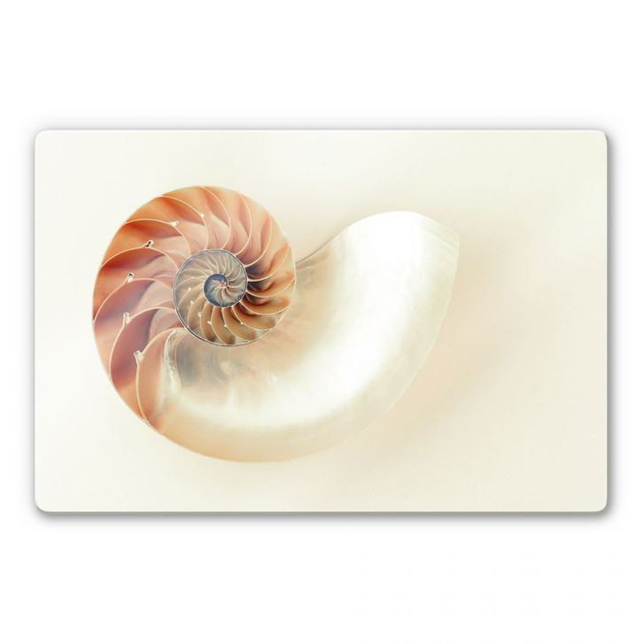 Glasbild Nautilus - WA125989