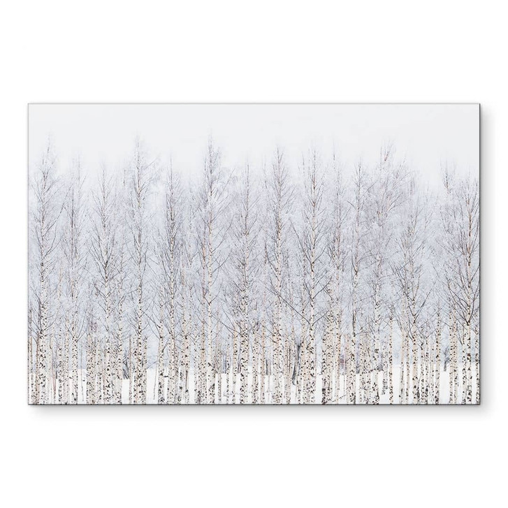 Wandbild Birkenwald im Winter - EMELIEmaria - Alu-Dibond - WA491656