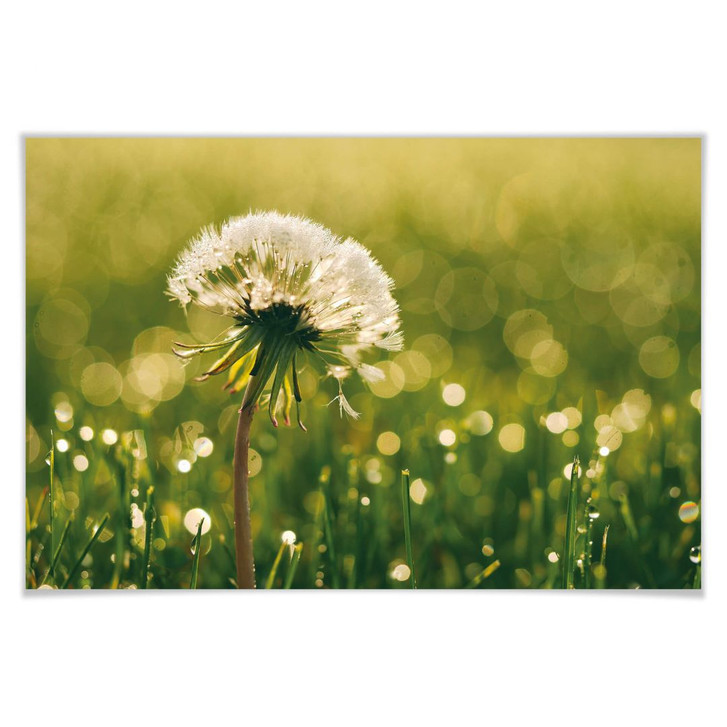 Poster After Rain - WA246407