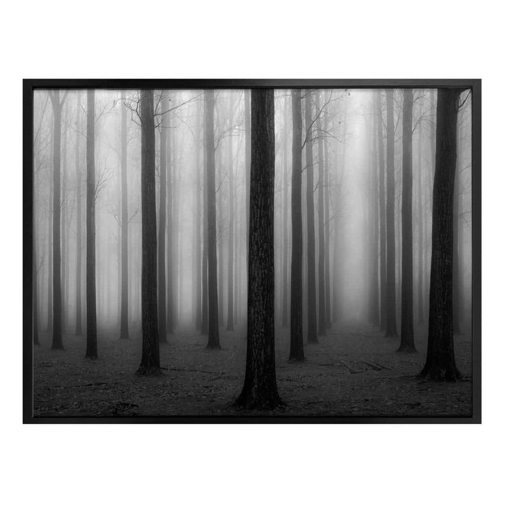 Poster Bongaerts - Nebel im Wald - WA317680