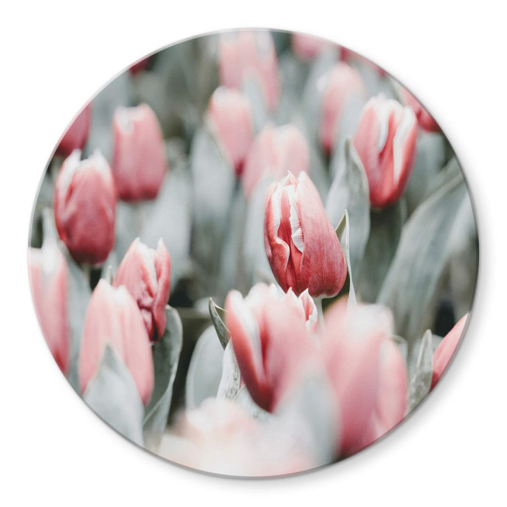 Glasbild Annie - Frühlingstulpen - Rund - WA315168