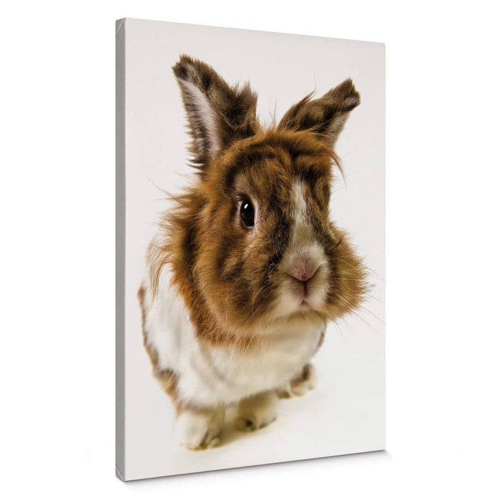 Leinwandbild Rabbit - WA372958