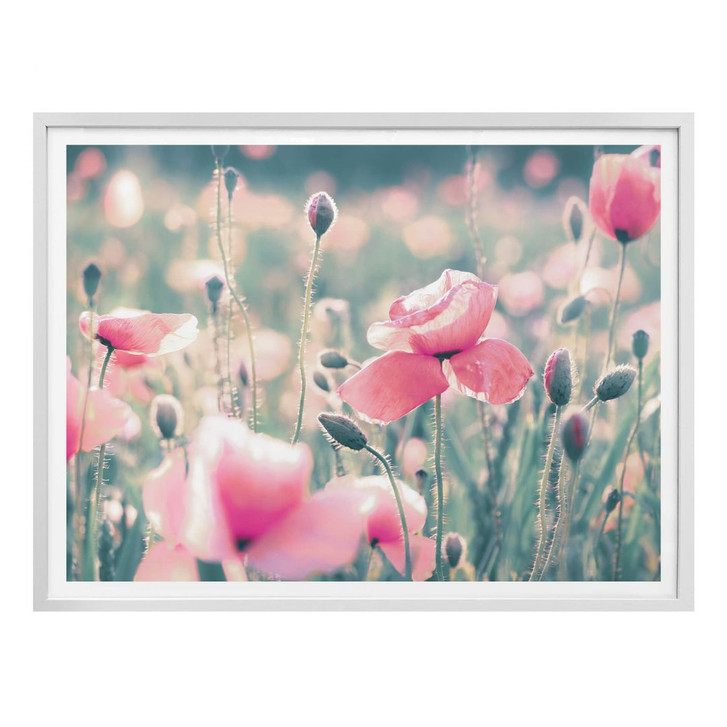 Poster Delgado - Mohnblumenmomente - WA279596