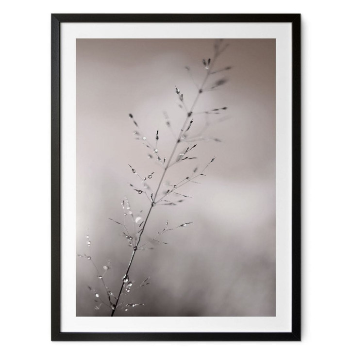 Poster mit Natur-Motiv - Grashalm mit Tautropfen - Sillen - WA498044