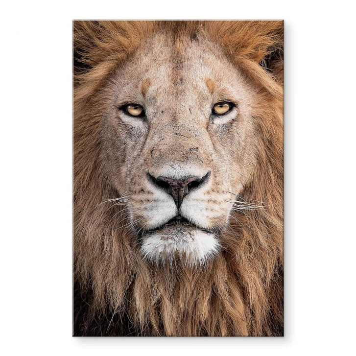 Acrylglasbild van Duijn - Löwenblick - WA325418