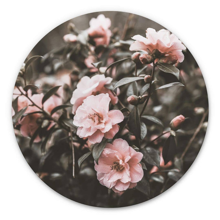 Alu-Dibond Annie - Rosenstrauch - Rund - WA319712