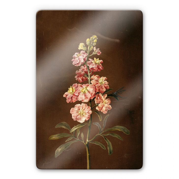 Glasbild Dietzsch - Eine rosa Garten Levkkoje - WA122306