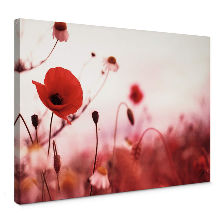 Leinwandbild Mohn Impressionen - WA370501