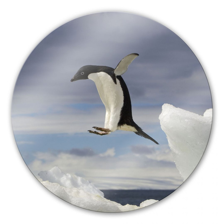 Glasbild Pinguin Fly - rund - WA126757