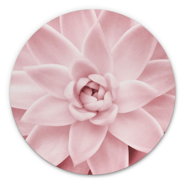 Alu-Dibond Sisi & Seb - Rosa Sukkulente - Rund - WA352275