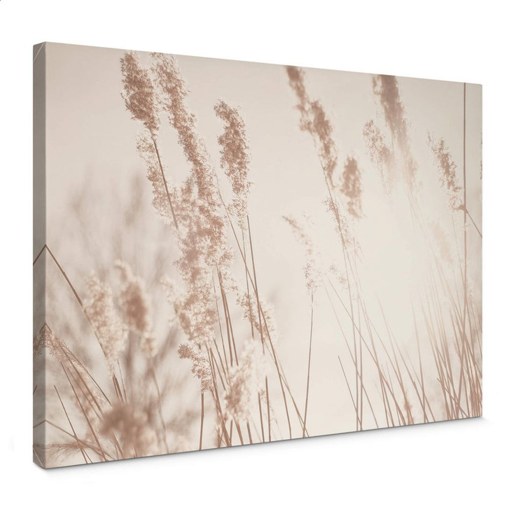 Leinwandbild Gräser im Sonnenlicht -  75 x 50 cm - RS102837