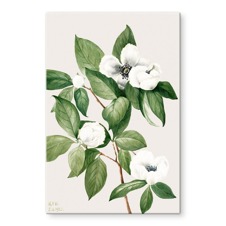 Acrylglasbild Botanik Illustration einer Scheinkamelie - Walcott - WA393127