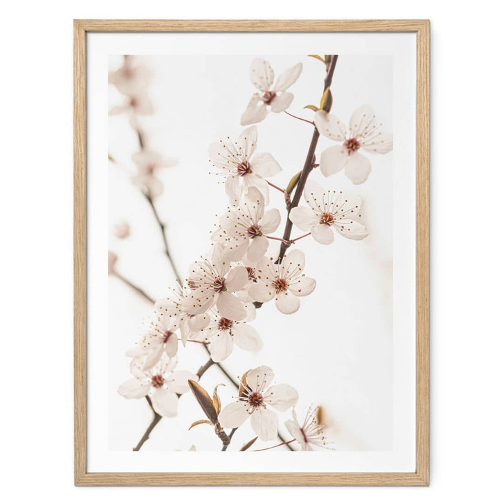Poster Zweig mit weissen Kirschblüten - Sisi & Seb - WA473574
