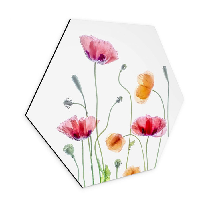 Wandbild Bunte Mohnblumen - Alu-Dibond Hexagon - Disher - WA393526