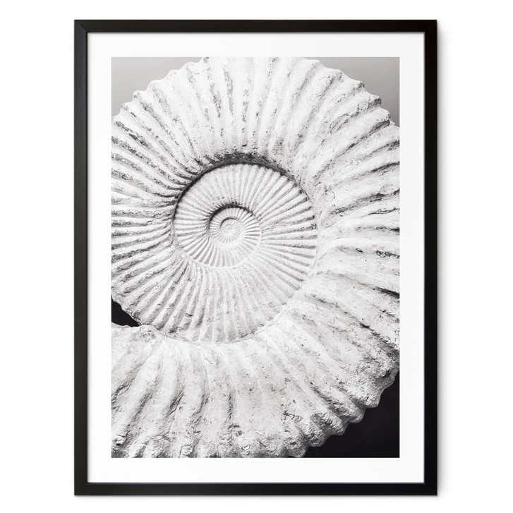 Poster Fossile Muschel - Shot by Clint - WA497911