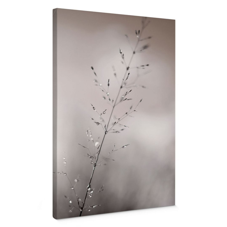 Leinwandbild Grashalm mit Tautropfen - Sillen - WA496254