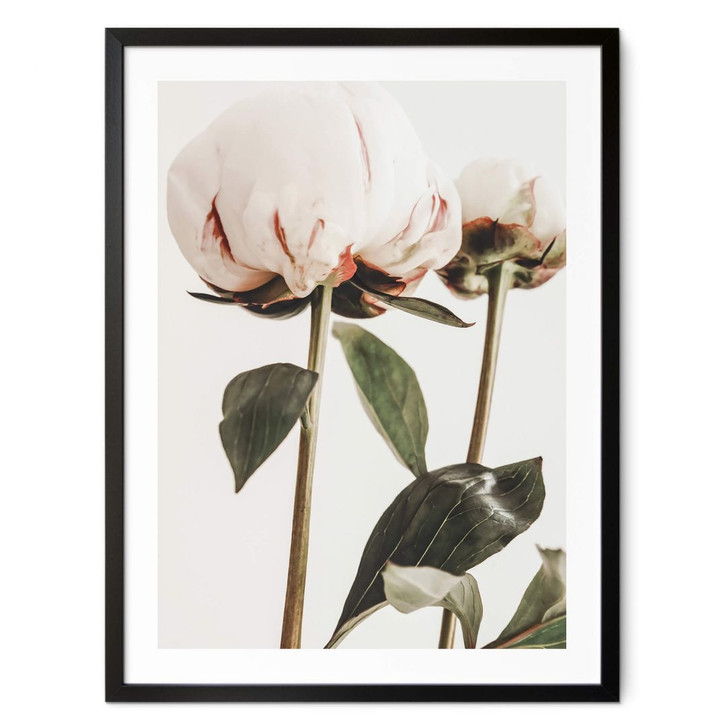 Poster 1X Studio - Pfingstrosen - WA378802